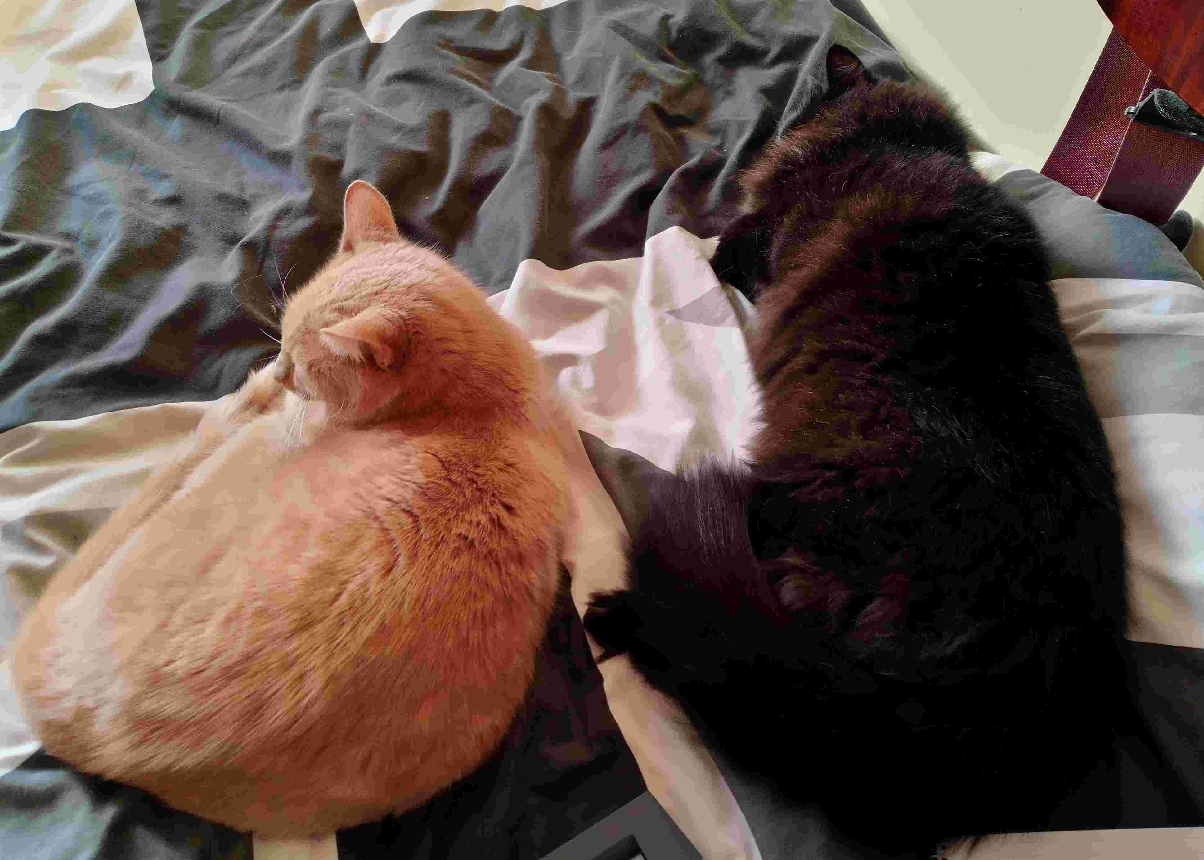 A ginger cat and a black cat sleeping together