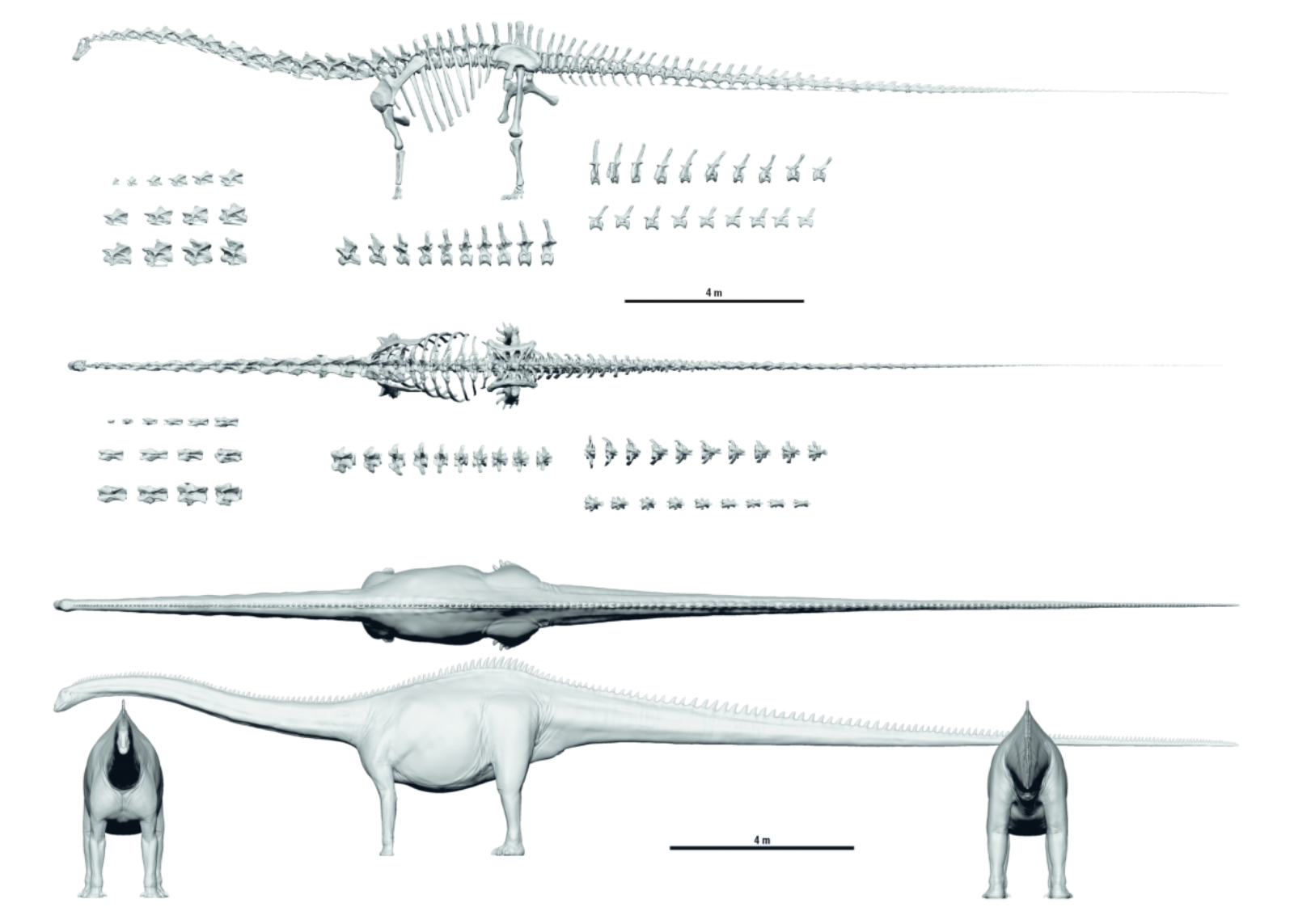 Camarasaurus lentus by SpinoInWonderland on DeviantArt