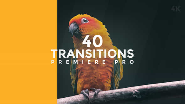 Transitions Premiere Pro - VideoHive 38682512