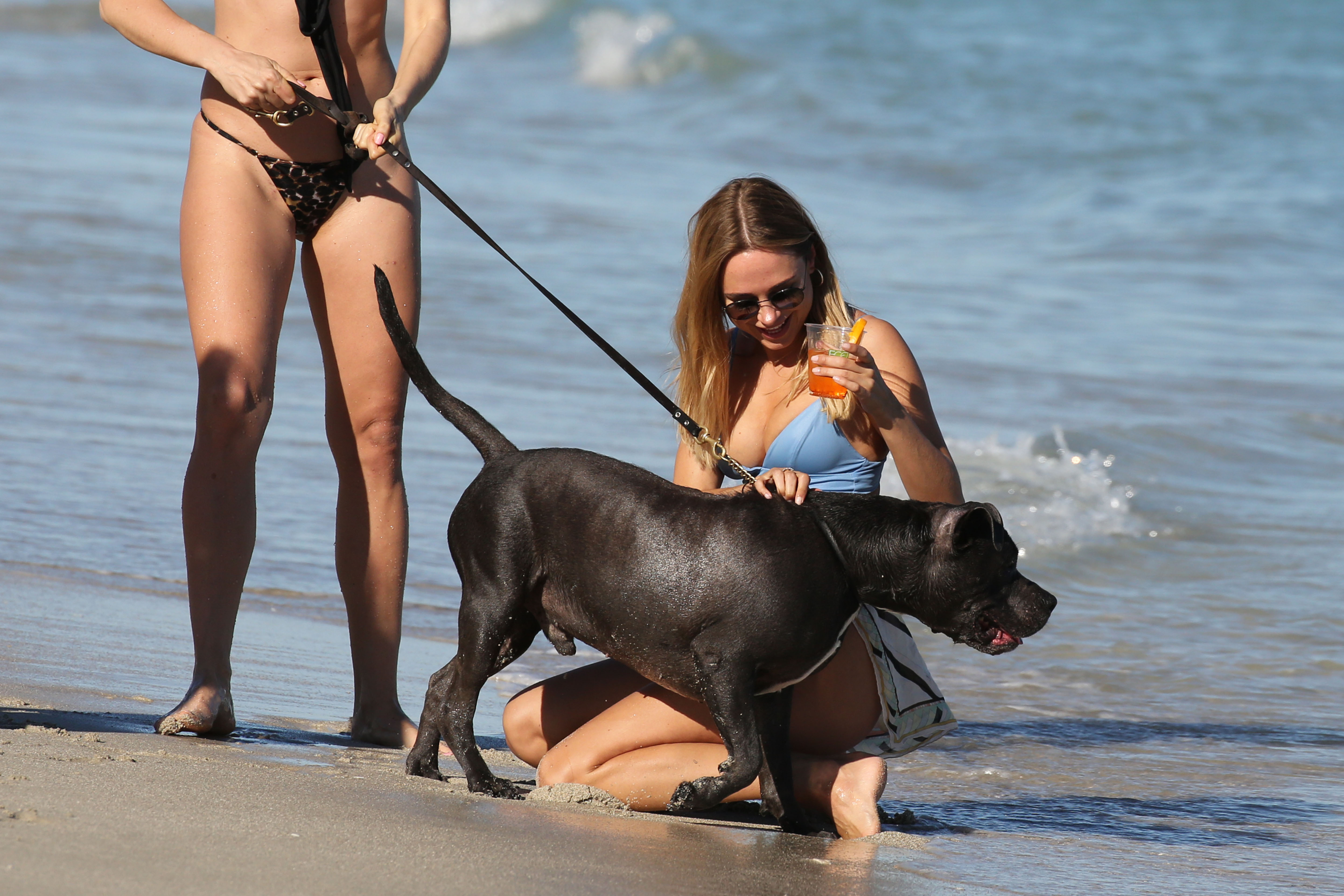 Dog bikini for large dogs