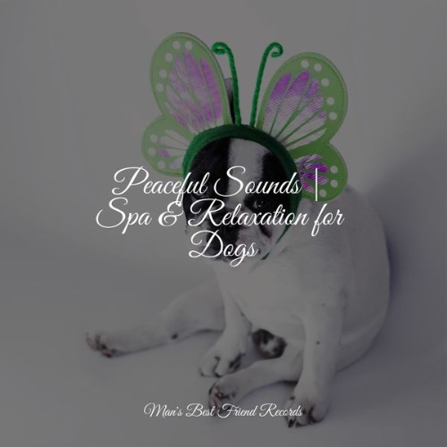 Music For Dogs Peace - Peaceful Sounds  Spa & Relaxation for Dogs - 2022
