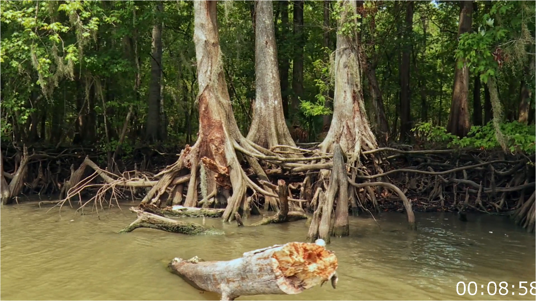 Swamp Mysteries With Troy Landry (2018) Season 2 Complete [1080p] (x264) Od6XmttD_o