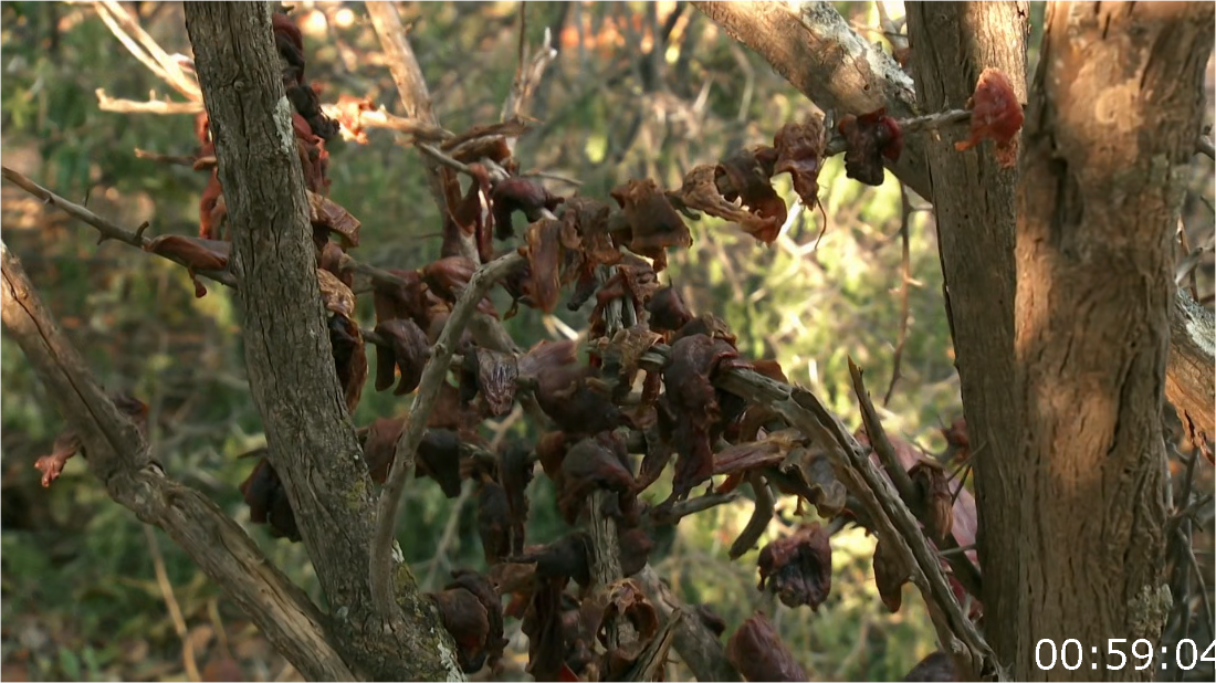 Naked And Afraid Last One Standing S02E06 [1080p/720p] (x265) [6 CH] HIwxFOul_o