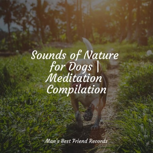 Sleeping Music For Dogs - Sounds of Nature for Dogs  Meditation Compilation - 2022