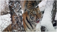 Nat Geo Wild:    / Russia's Wild Tiger / 2022 /  / WEB-DL (1080p)