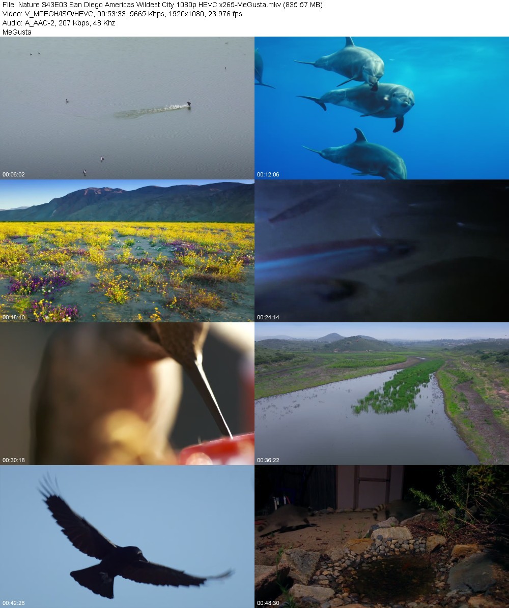 Nature S43E03 San Diego Americas Wildest City 1080p HEVC x265-MeGusta