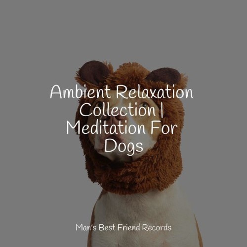 Relaxing Music for Dogs - Ambient Relaxation Collection  Meditation For Dogs - 2022