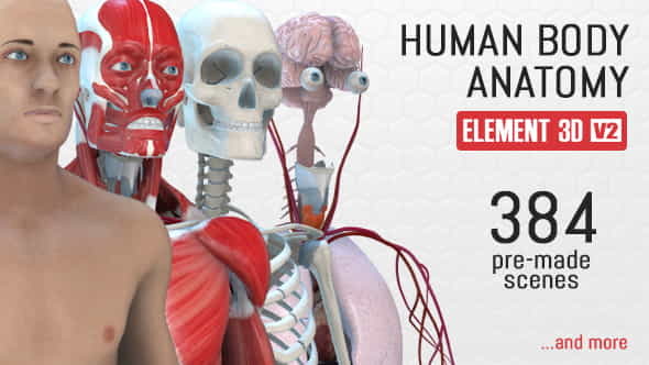 Human Body Anatomy - VideoHive 18254375