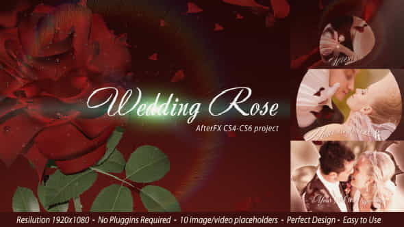 Wedding Rose - VideoHive 4351024