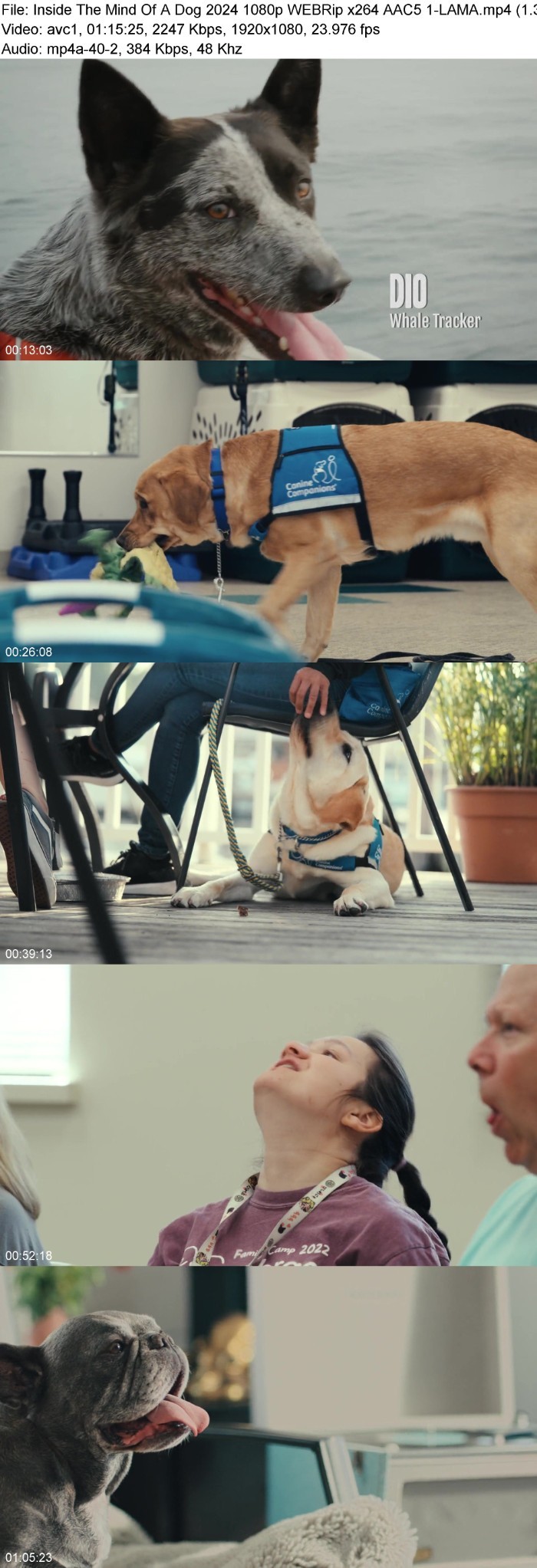 Inside The Mind Of A Dog (2024) 1080p WEBRip 5 1-LAMA LWC0J8tL_o