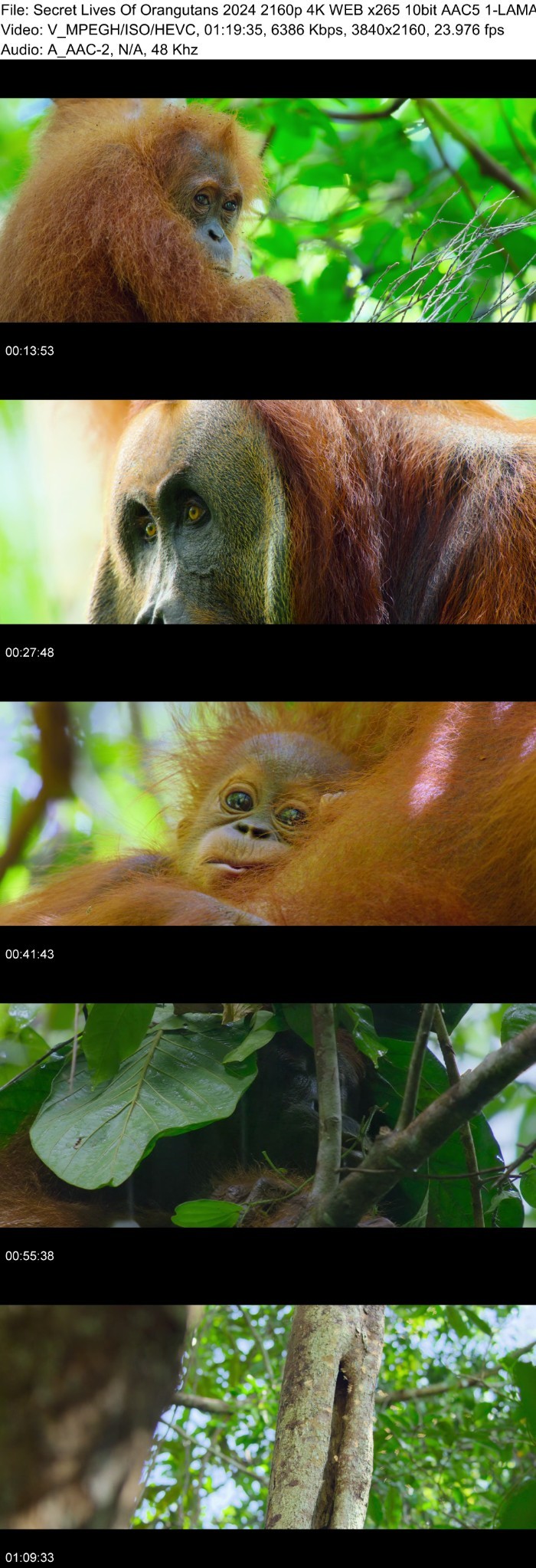 Secret Lives Of Orangutans (2024) 2160p 4K WEB 5 1-LAMA 1SCuJOMQ_o