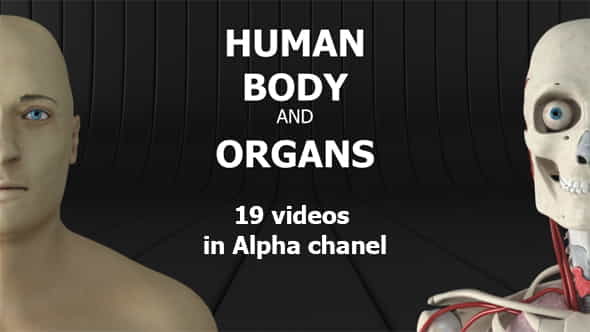 Human Body and Organs - VideoHive 20727612