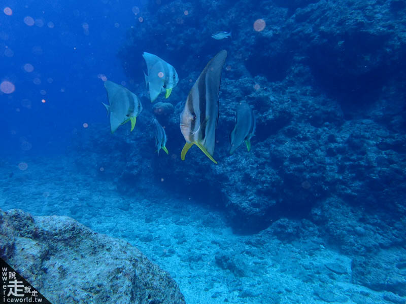 青洞潛水燕魚