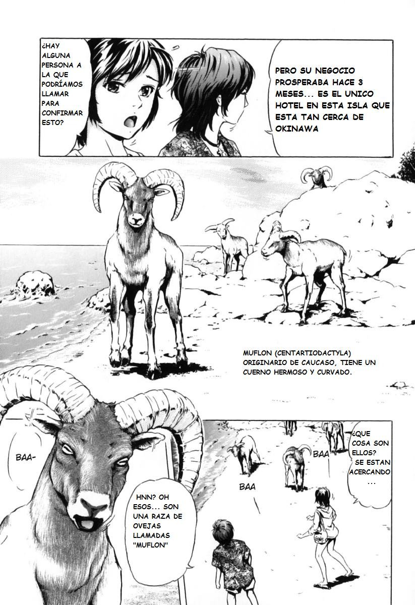 Nangoku no mouflon - 2