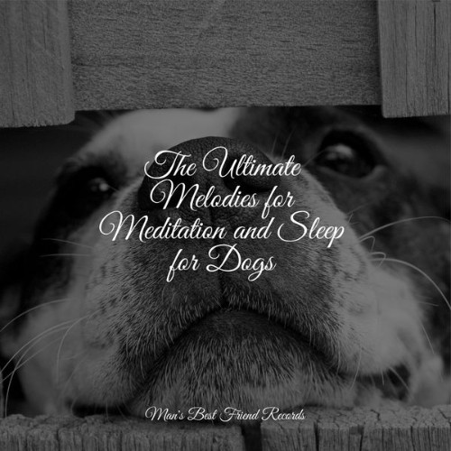 Sleeping Music For Dogs - The Ultimate Melodies for Meditation and Sleep for Dogs - 2022