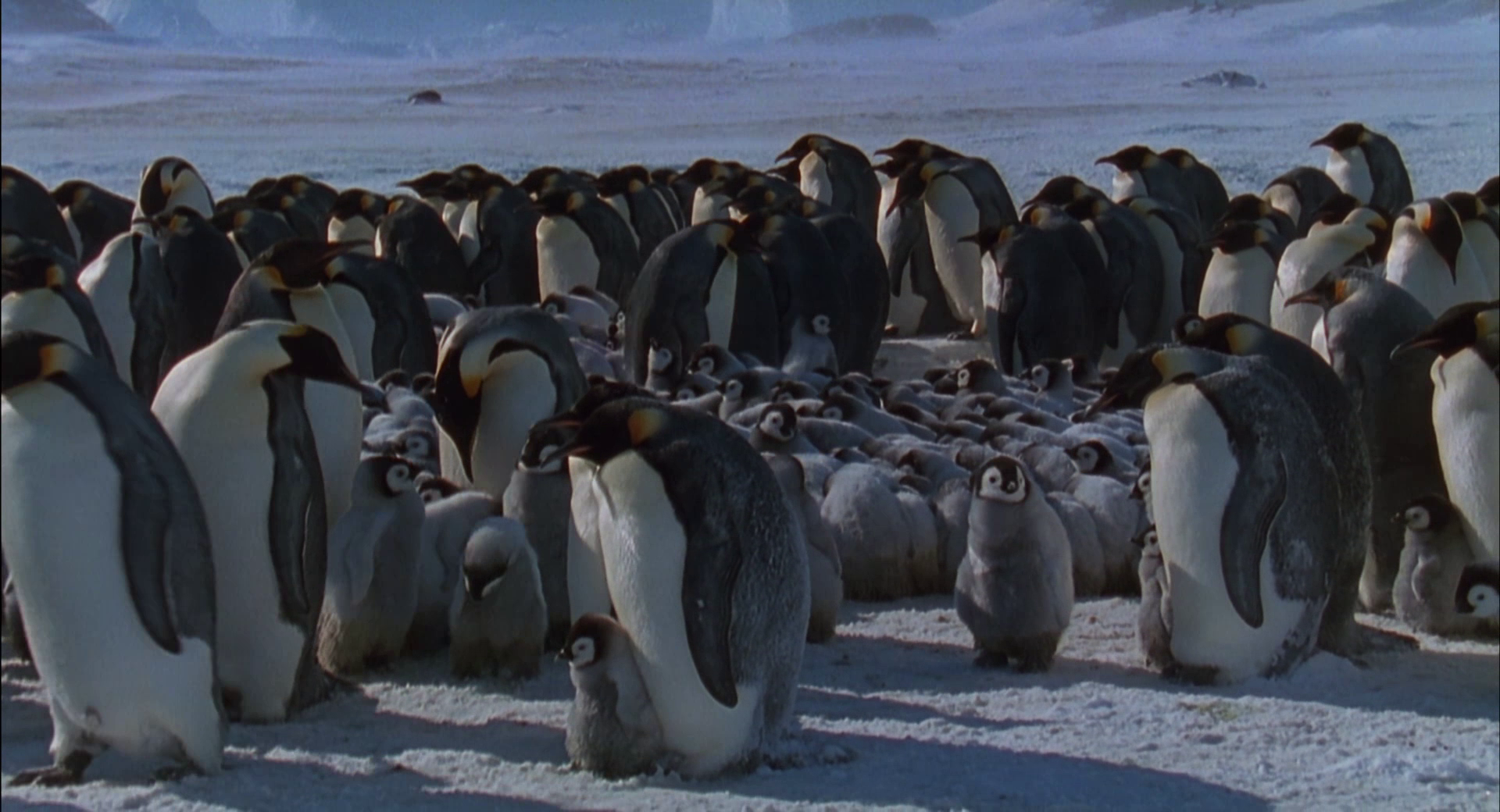 2005 March Of The Penguins