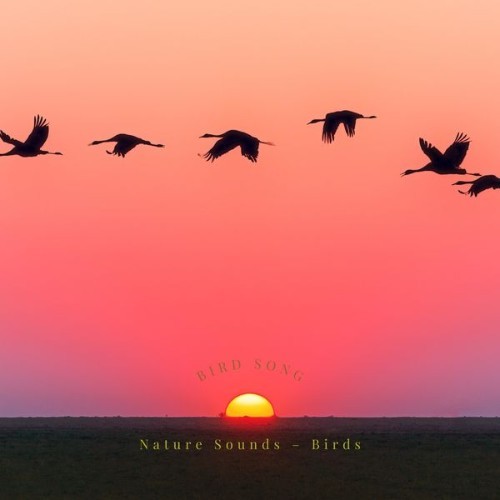 Nature Sounds – Birds - Bird Song - 2022