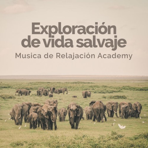 Relajacion del Mar - Exploración de vida salvaje - 2019