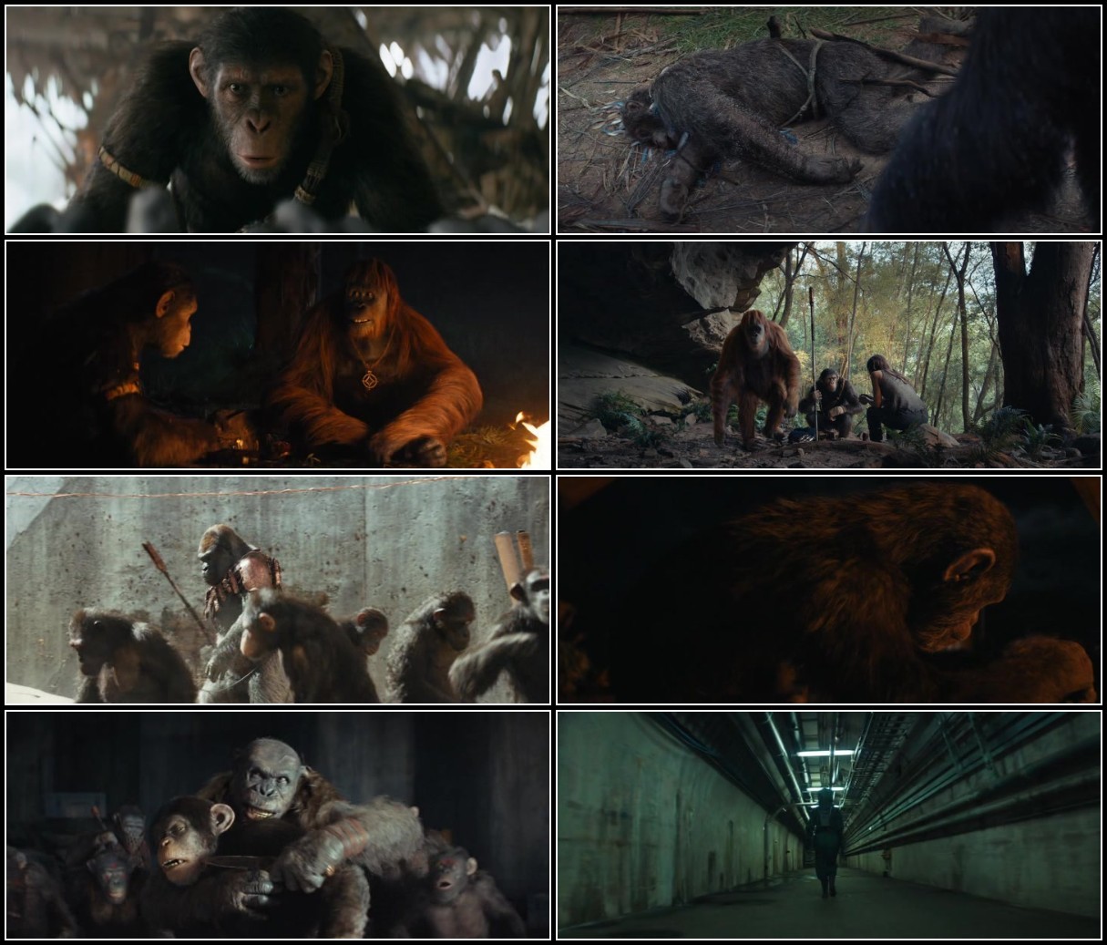 Kingdom of The Planet of The Apes (2024) 1 46 gb BDRip от New-Team V2RX37js_o