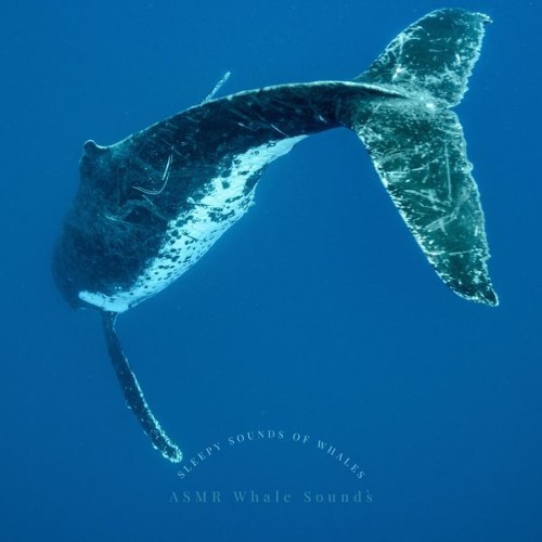 ASMR Whale Sounds - Sleepy Sounds of Whales - 2022