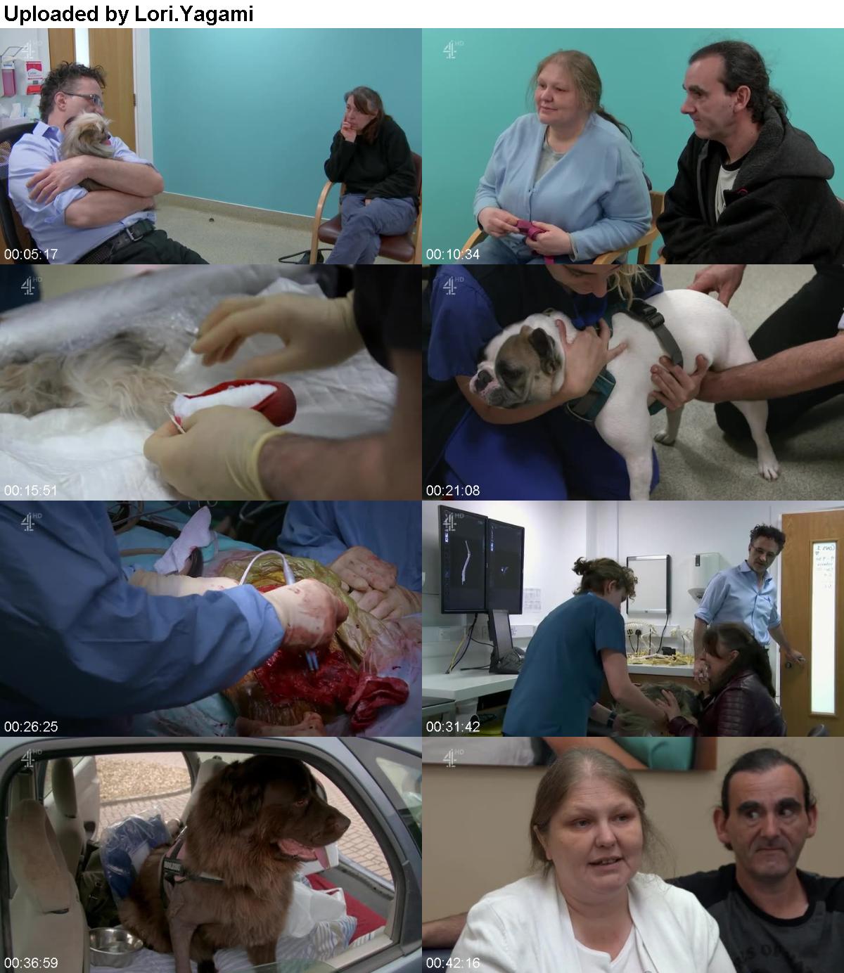 The Supervet S13E04 HDTV x264-PLUTONiUM