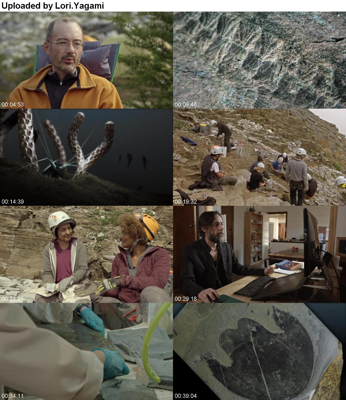 The Nature of Things with David Suzuki S59E05 WEBRip x264-COOKIEMONSTER