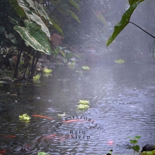 Rain & Sleep - The Rainforest - 2021