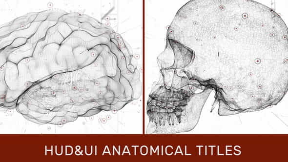 HUD UI Anatomical Titles - VideoHive 33042984