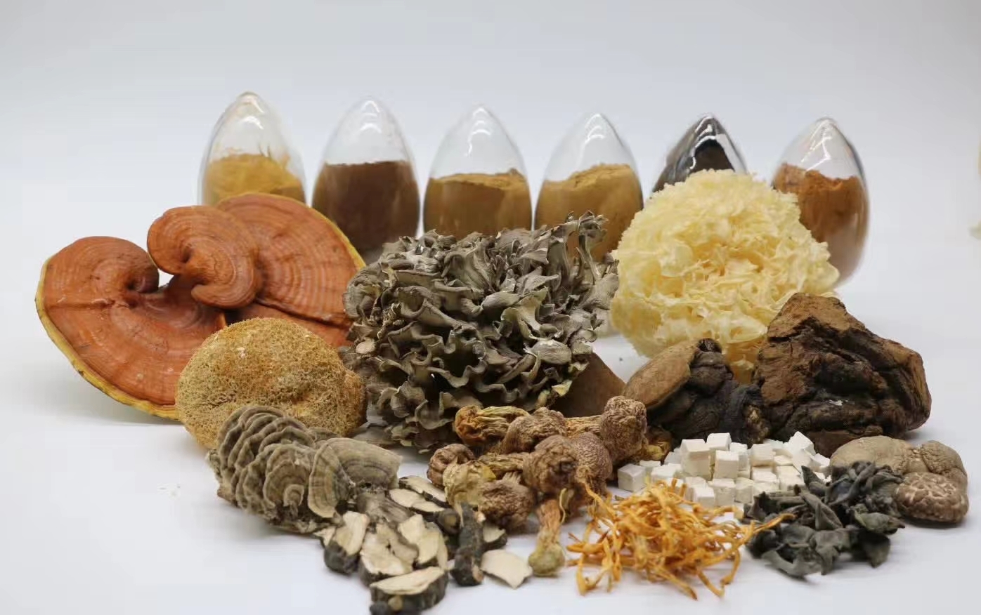 MIGU Adaptogen Bio-tech Co., Ltd. Unveils Superior Quality Fungus Extract Powder Using Selected High-Quality Ingredients