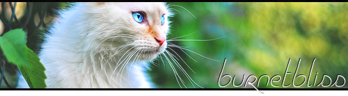 Countdown to 10 Years of WarriorCatsNL PRJiASTt_o