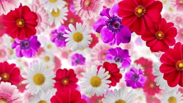 Flower Background 4k - VideoHive 24646209