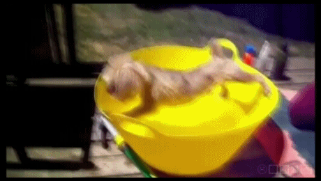 ANIMALS GIFS AND PICS...40 ROkRXMSK_o