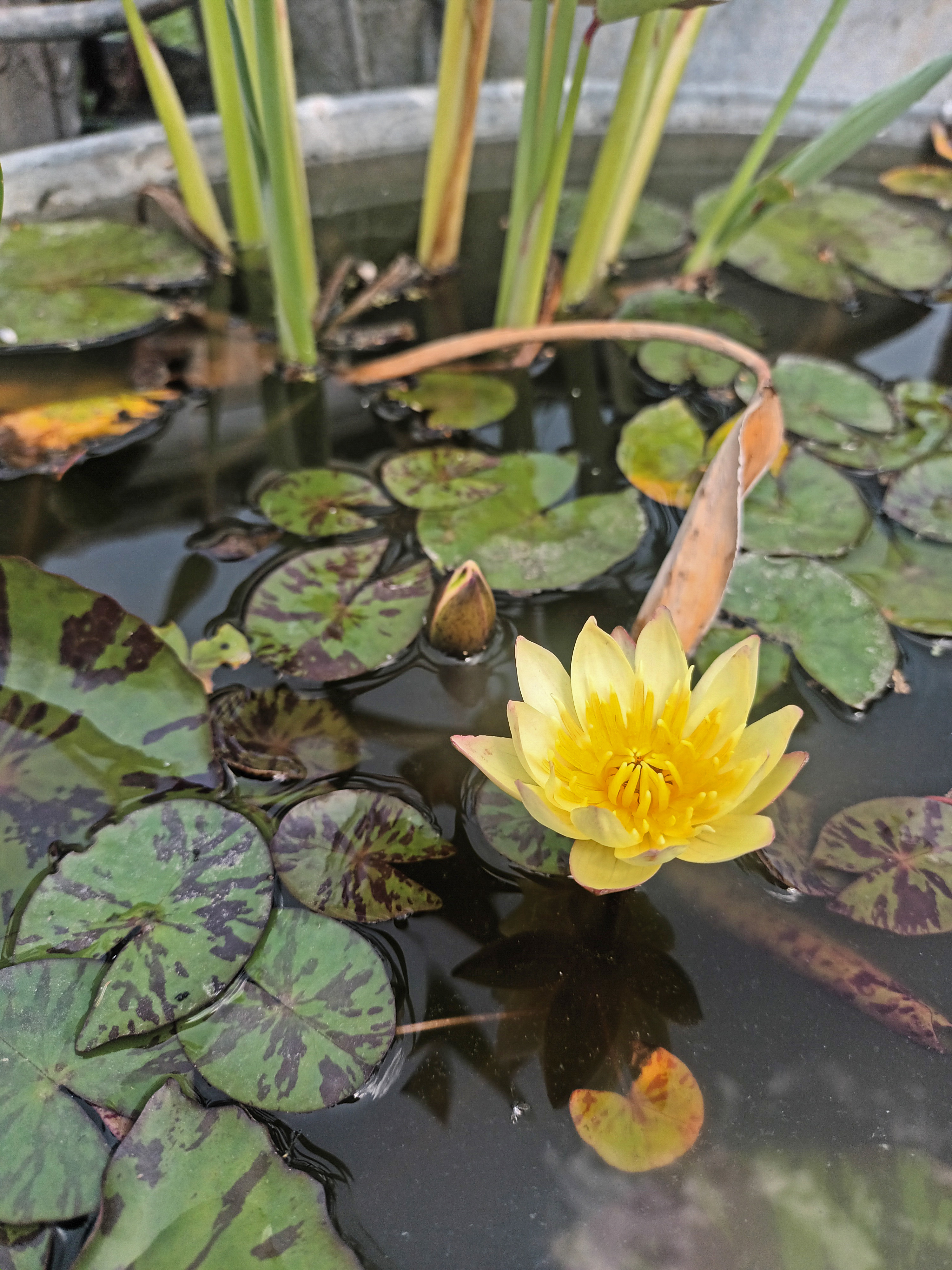 Nelumbo et Nymphaea - espèces et conseils de culture - Page 11 3QWkp7ME_o