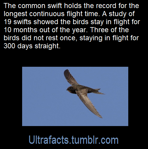 ULTRAFACTS.TUMBLR.COM 2 Bd8xz15m_o