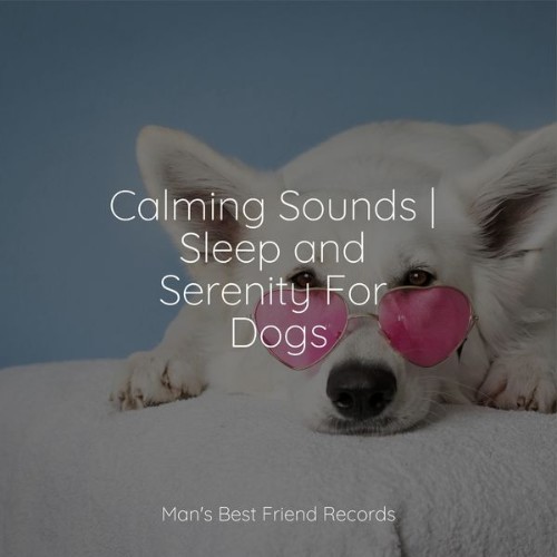 Calm Doggy - Calming Sounds  Sleep and Serenity For Dogs - 2022