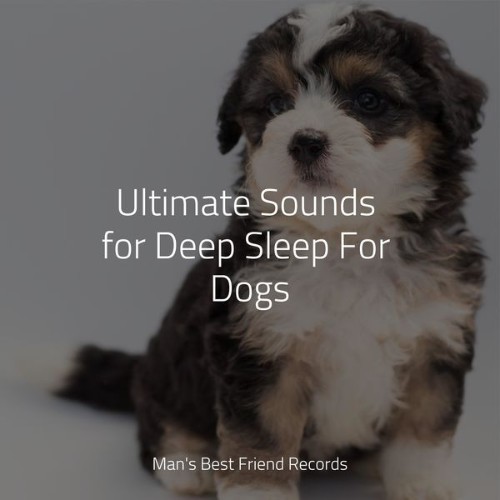 Jazz Music Therapy for Dogs - Ultimate Sounds for Deep Sleep For Dogs - 2022