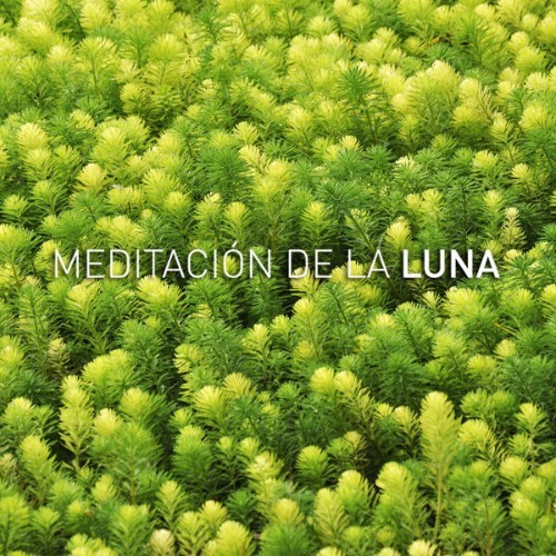 Luna Tunes - Zen Sleep - 2019
