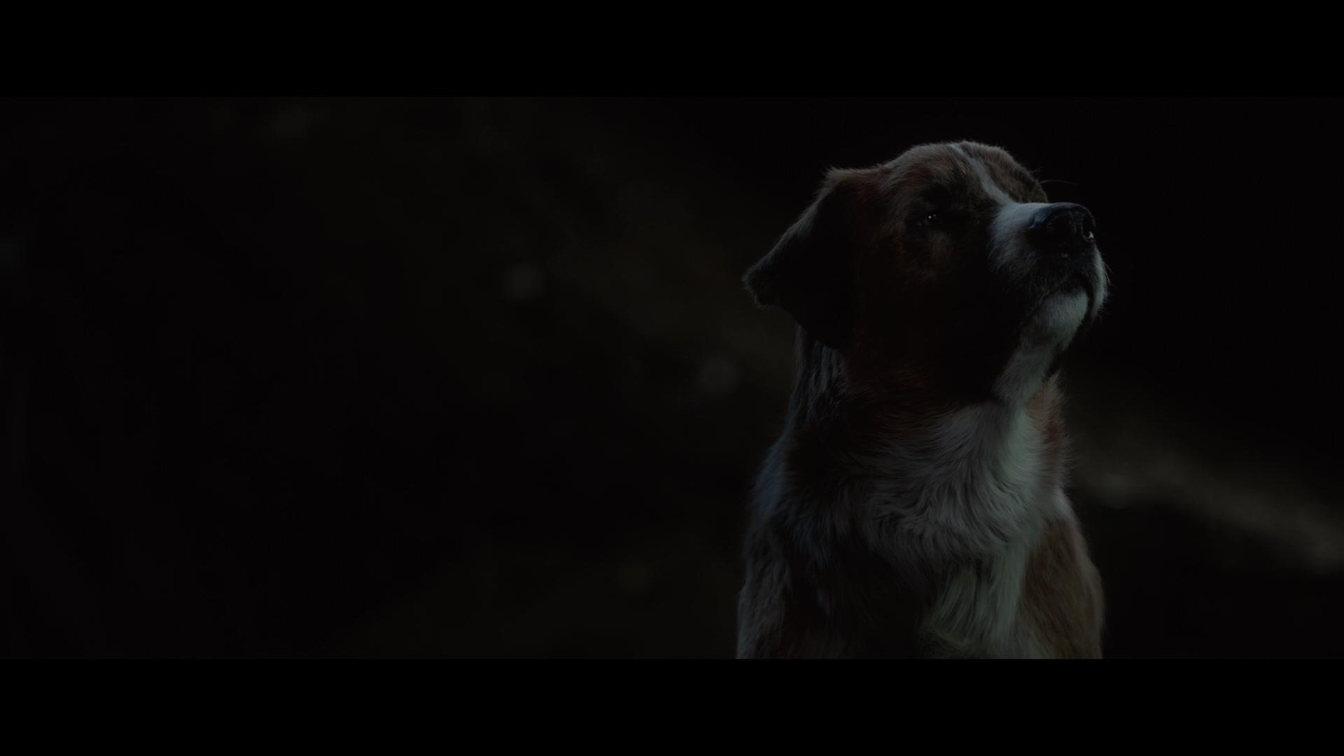 The Call of the Wild 1080p WEB-DL DD5 1 H 264-EVO The Call of the Wild 1080p WEB-DL DD5 1 H 264-EVO