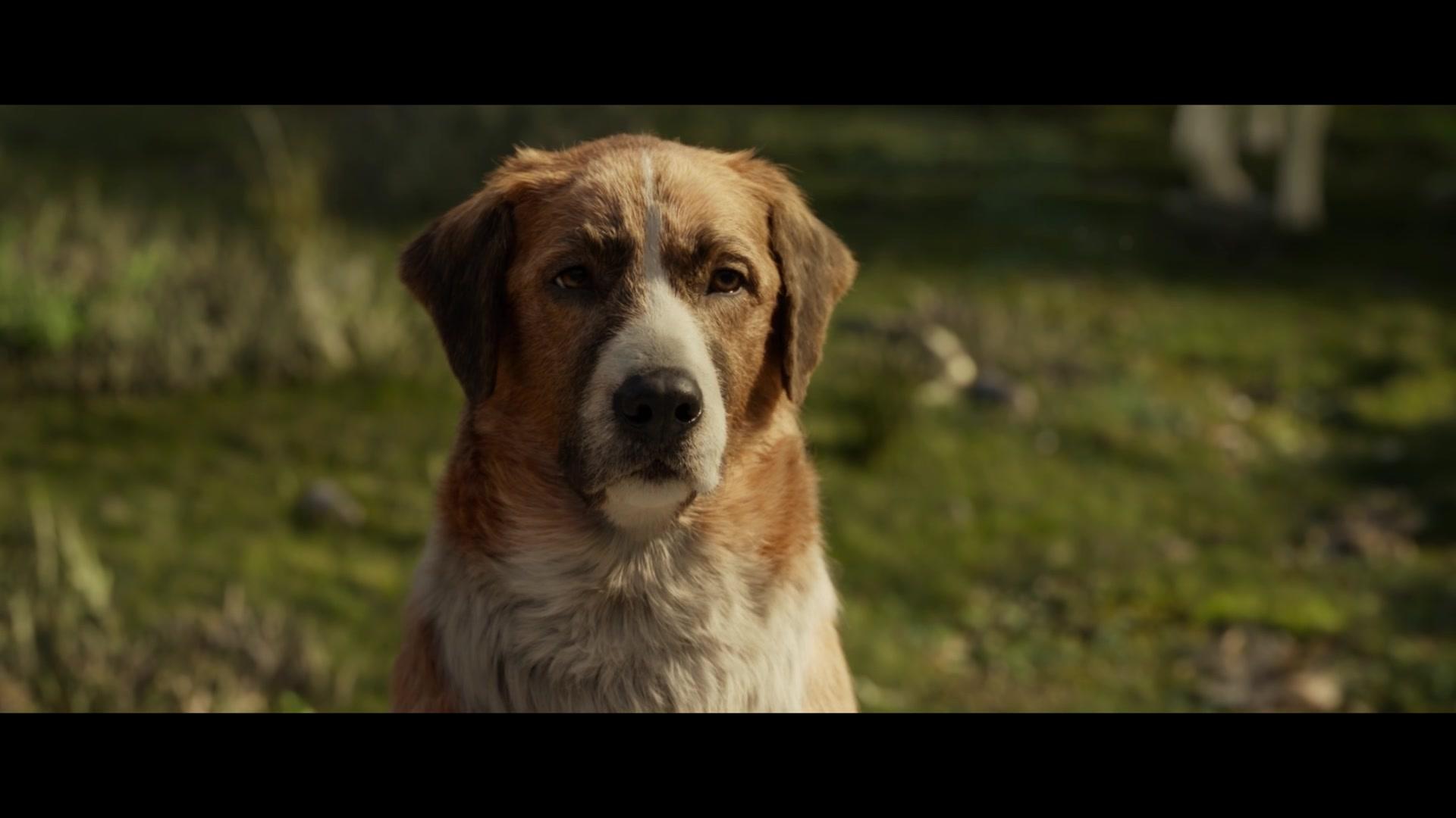 The Call of the Wild 1080p WEB-DL DD5 1 H 264-EVO The Call of the Wild 1080p WEB-DL DD5 1 H 264-EVO