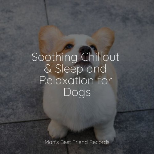 Relaxing Music for Dogs - Soothing Chillout & Sleep and Relaxation for Dogs - 2022