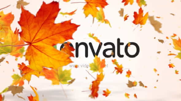 Maple Logo Reveal V2 - VideoHive 12072636