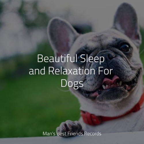 Relaxing Music for Dogs - Beautiful Sleep and Relaxation For Dogs - 2022