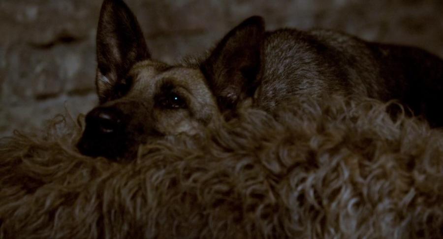 Shepherd The Hero Dog 2020 REPACK 1080p WEB-DL H264 AC3-EVO Shepherd The Hero Dog 2020 REPACK 1080p WEB-DL H264 AC3-EVO