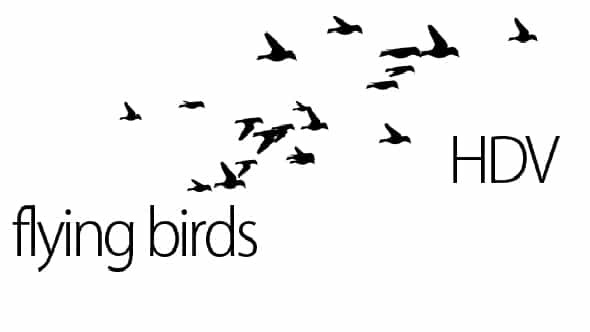 flying birds - VideoHive 151791
