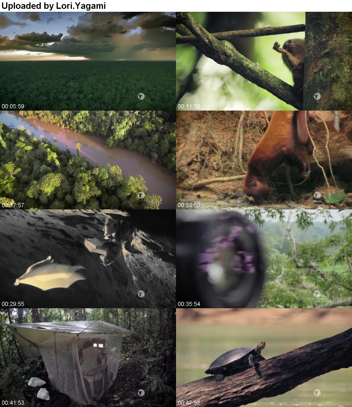 Nature S38E03 Undercover in The Jungle HDTV x264-W4F