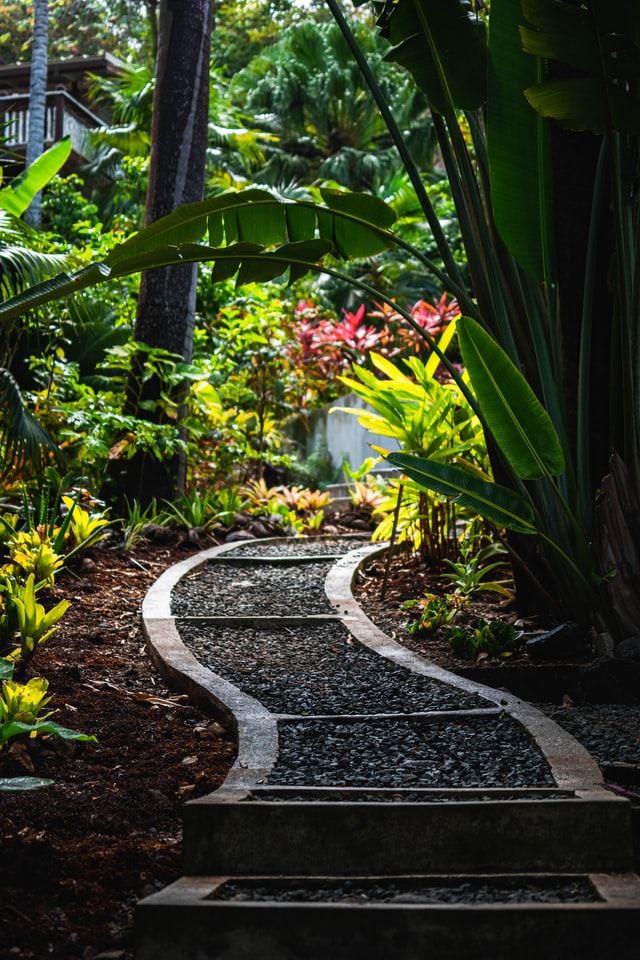 Gravel path winding through tropical foliage