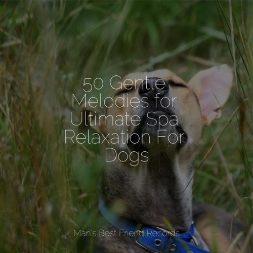 Relaxing Music for Dogs - 50 Gentle Melodies for Ultimate Spa Relaxation For Dogs - 2022