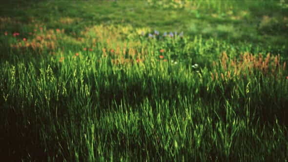 Field with Green Grass and - VideoHive 33848539