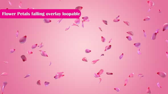 Rose Petals falling - VideoHive 29780303