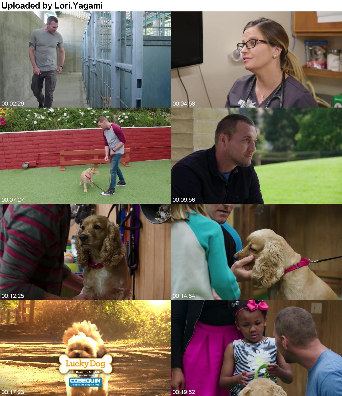 Lucky Dog S07E04 Rio WEB x264-LiGATE